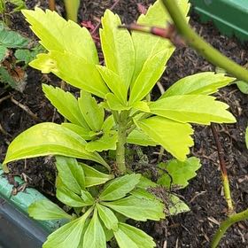 Photo of the plant species Japanese Spurge by @QuaintMahoe28 named Bruce Lee on Greg, the plant care app