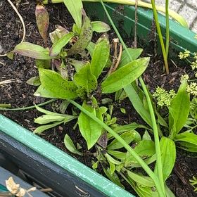 Photo of the plant species Seaside Goldenrod by @QuaintMahoe28 named Luna on Greg, the plant care app