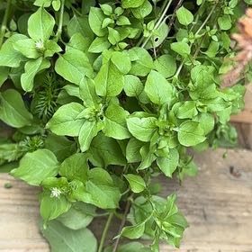 Photo of the plant species Common Chickweed by @QuaintMahoe28 named Beyonce on Greg, the plant care app