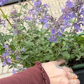 Photo of the plant species Mealycup Sage by @QuaintMahoe28 named Queen on Greg, the plant care app