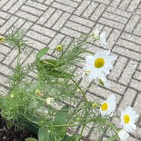 Photo of the plant species German Chamomile by @QuaintMahoe28 named Coco on Greg, the plant care app