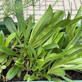 Photo of the plant species Seaside Goldenrod by @QuaintMahoe28 named Lavender on Greg, the plant care app