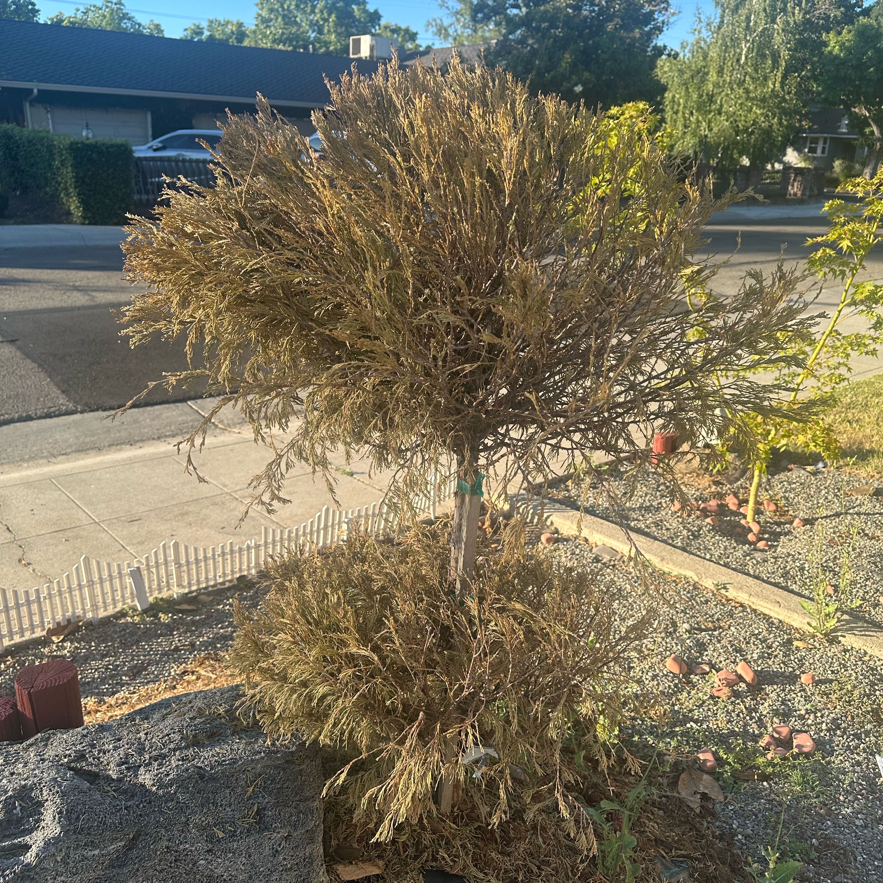 Photo of the plant species Whisk Fern by @SharpKale25 named Winston on Greg, the plant care app