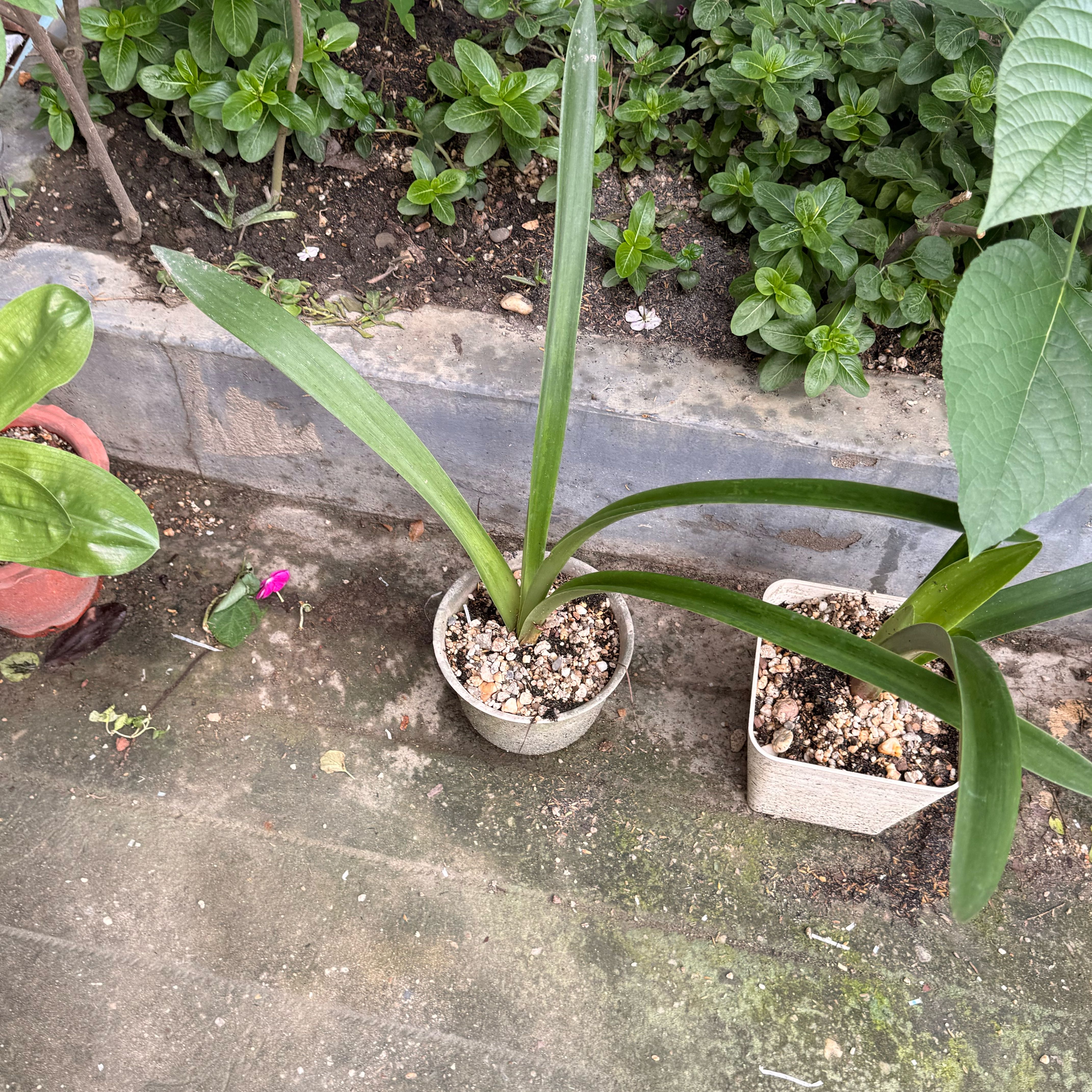 Photo of the plant species Beach Spiderlily by @BeautifulGray23 named Scarlett on Greg, the plant care app