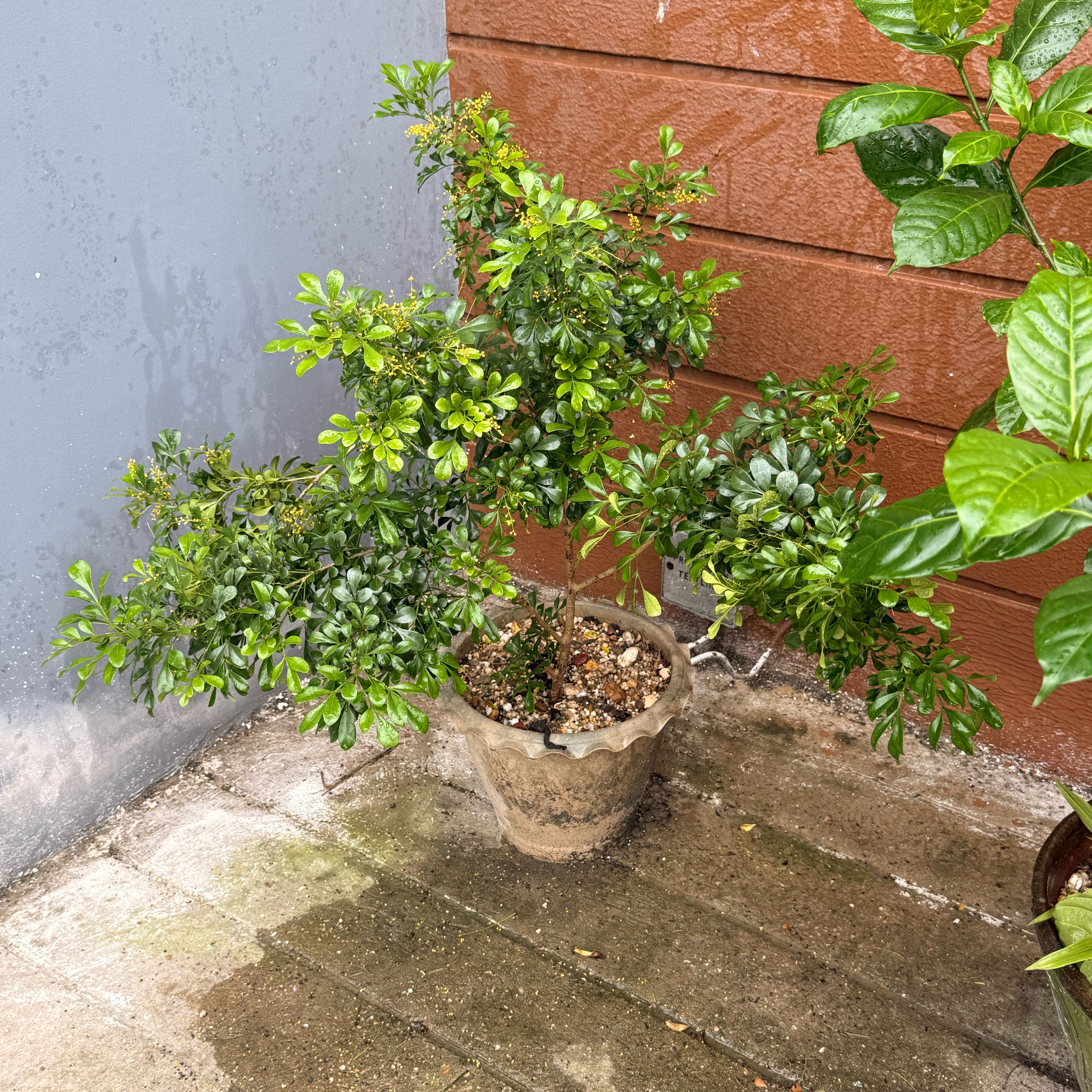 Photo of the plant species Mock Orange by @BeautifulGray23 named ChloroPhil on Greg, the plant care app
