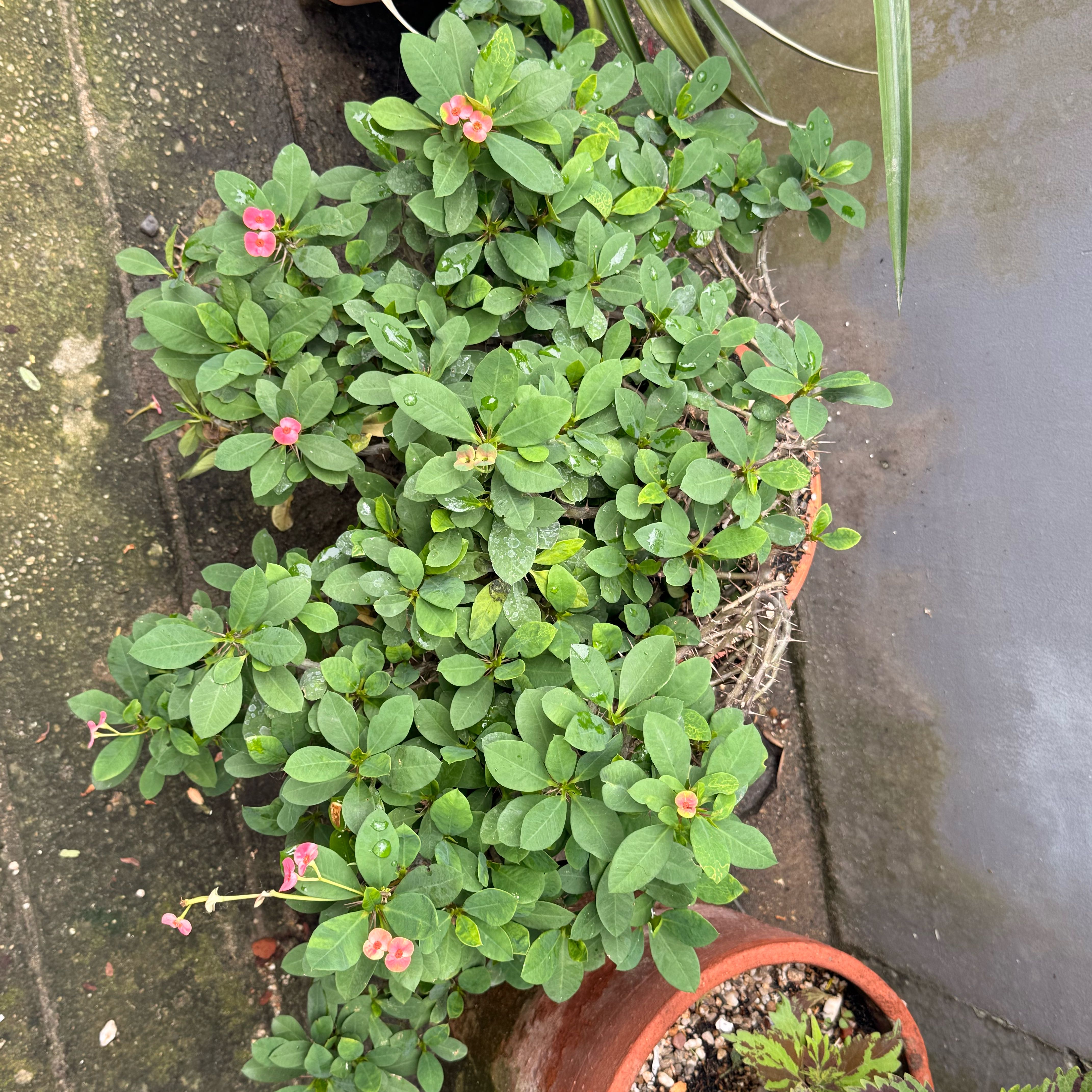 Photo of the plant species Jewels of Opar by @BeautifulGray23 named Orwell on Greg, the plant care app