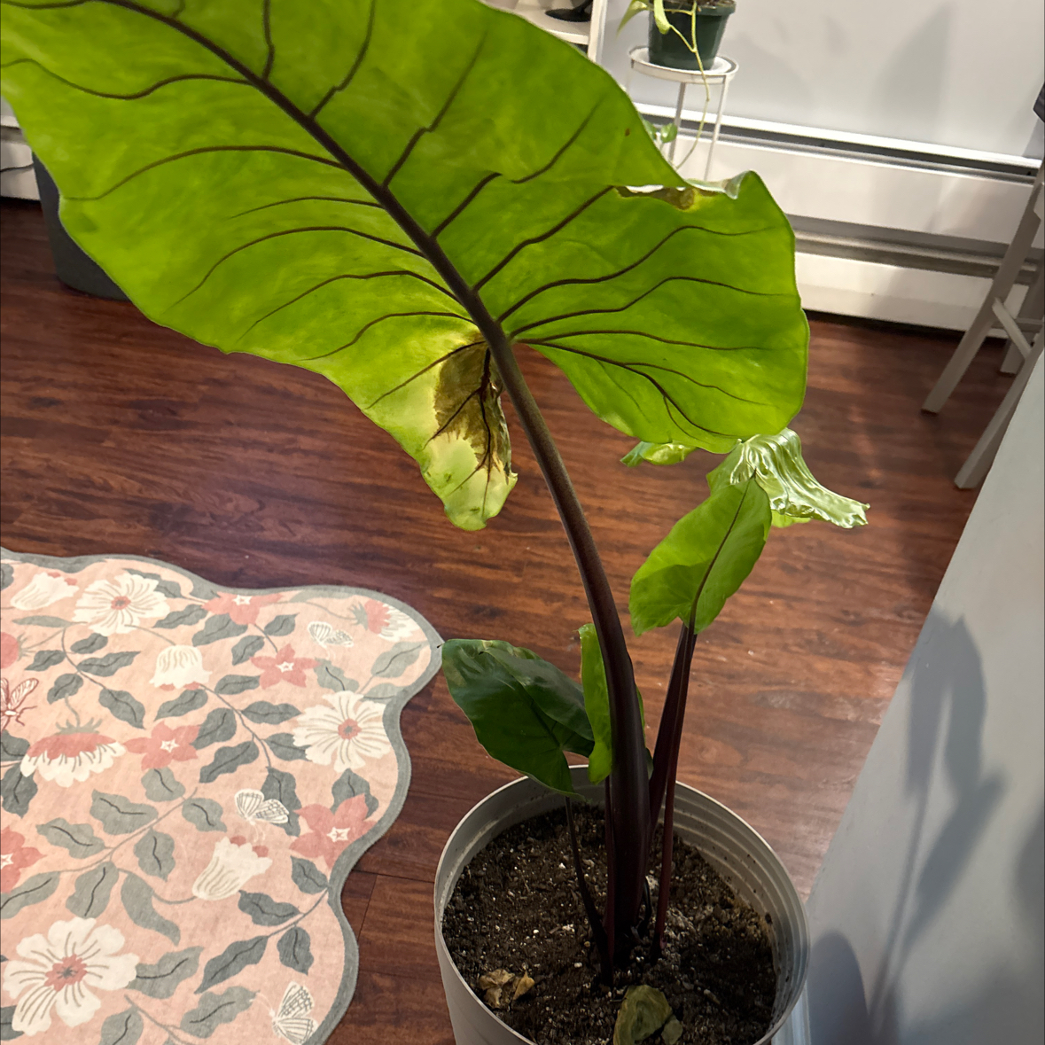 Photo of the plant species Alocasia Black Cobra by @BusyMastic32 named Hemingway on Greg, the plant care app