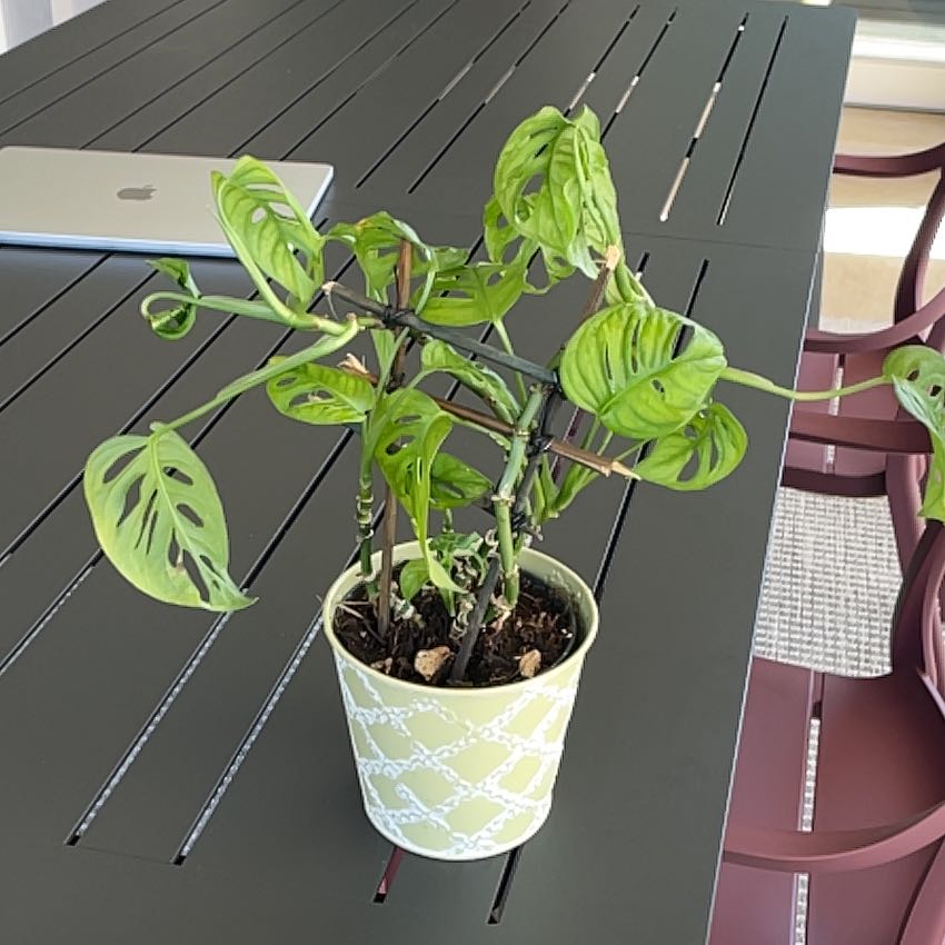 Photo of the plant species Monstera monkey leaf by @DandyFrithia12 named Bruce Lee on Greg, the plant care app
