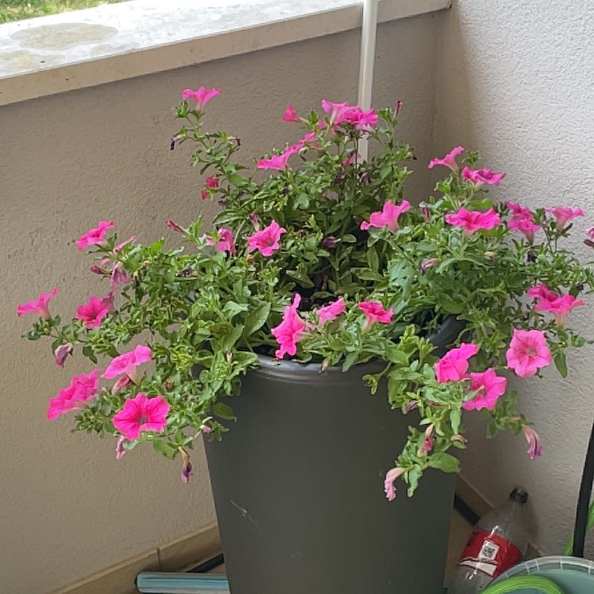 Photo of the plant species Surfinia Petunia by @DandyFrithia12 named Mochi on Greg, the plant care app