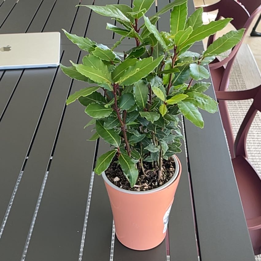 Photo of the plant species Bay Laurel by @DandyFrithia12 named Baesil on Greg, the plant care app