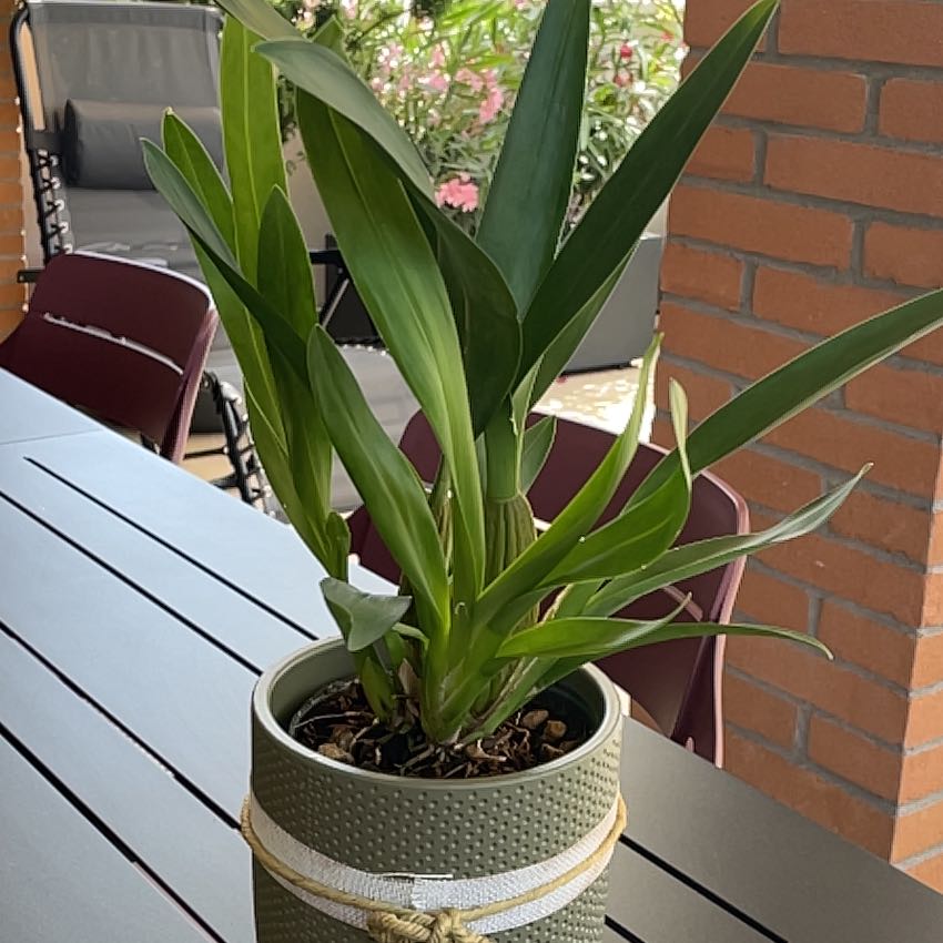 Photo of the plant species Cattleya Taiwan Mermaid by @DandyFrithia12 named Sage on Greg, the plant care app