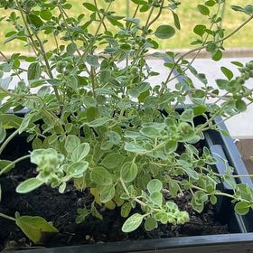 Photo of the plant species Marjoram by @DandyFrithia12 named Girlfrond on Greg, the plant care app