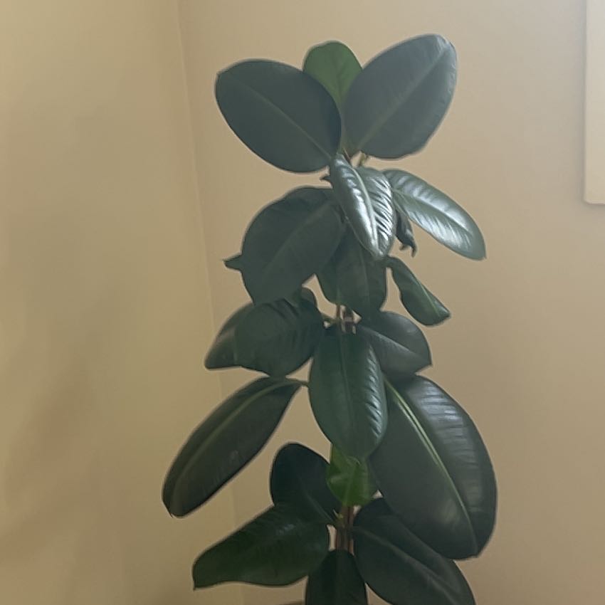 Photo of the plant species Rubber Bush by @DandyFrithia12 named Forrest on Greg, the plant care app