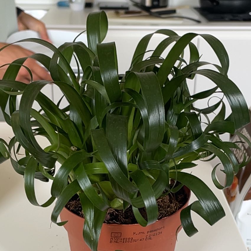 Photo of the plant species Vriesea by @DandyFrithia12 named Scarlett on Greg, the plant care app