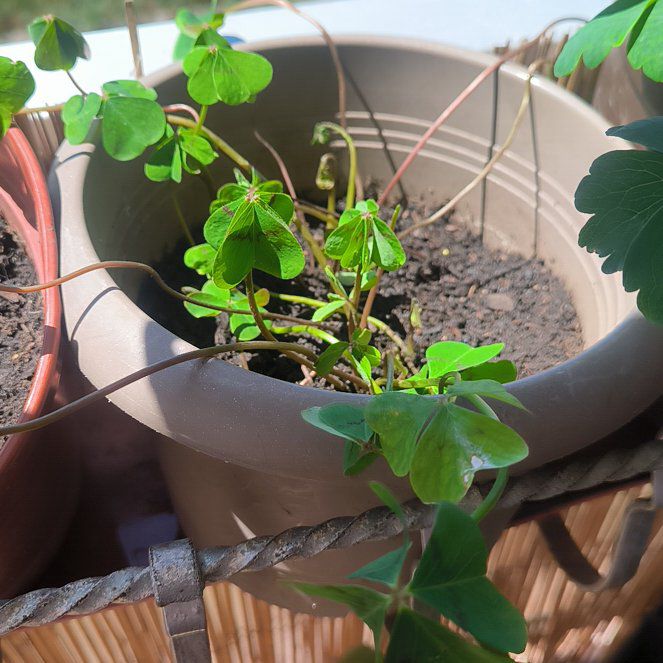 Photo of the plant species Iron Cross by @ForeverPotato66 named Xena on Greg, the plant care app