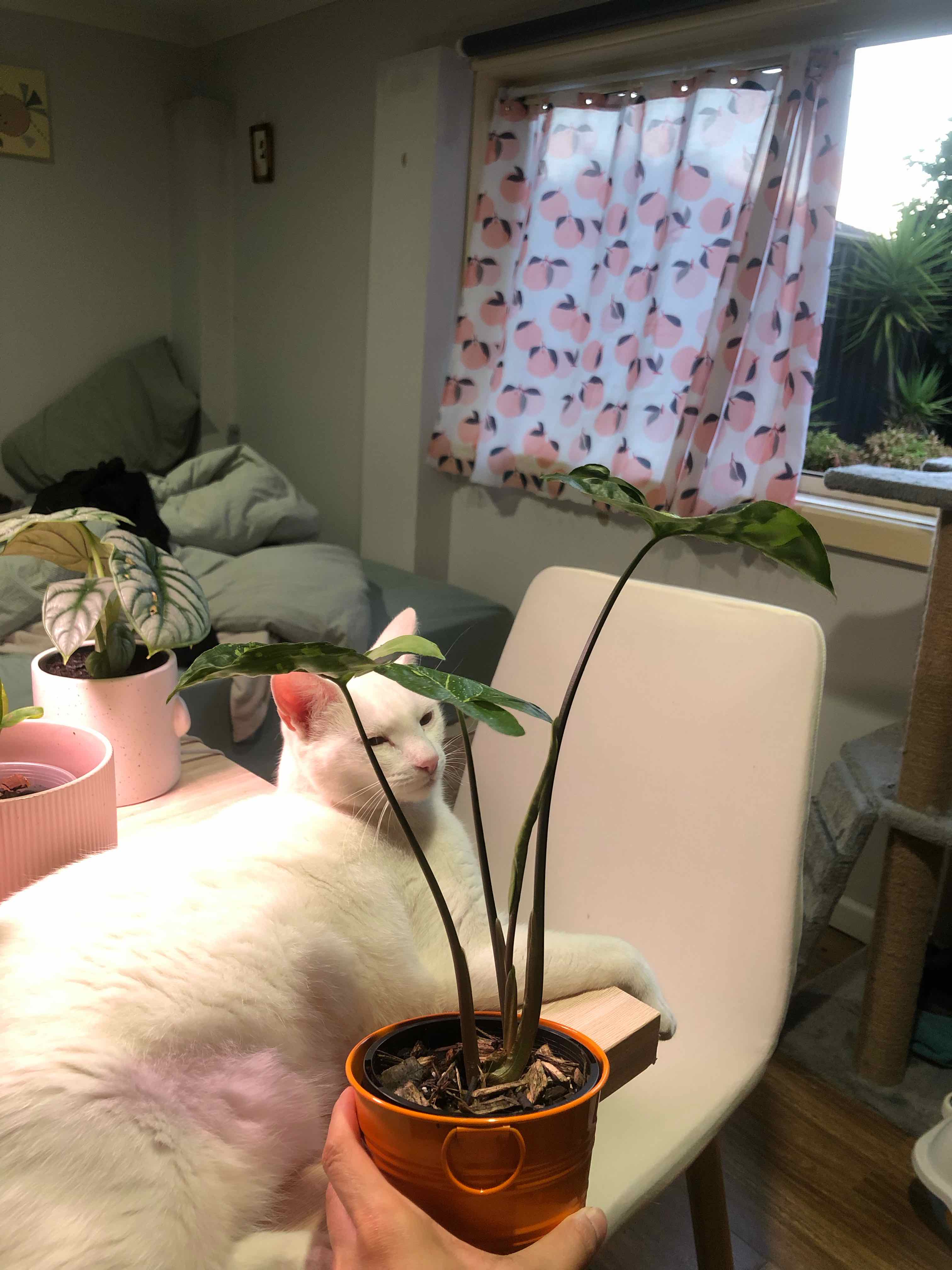 Syngonium Panda plant in a pot, held by a hand, with a cat in the background.