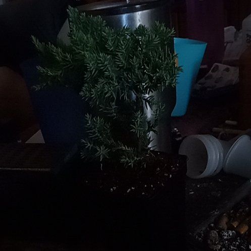 Photo of the plant species Blue Spruce Bonsai by @SisterBogarum58 named Coco on Greg, the plant care app
