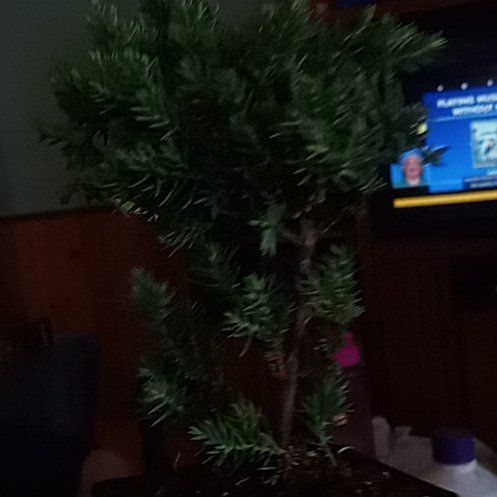 Photo of the plant species Blue Spruce Bonsai by @SisterBogarum58 named Prince on Greg, the plant care app
