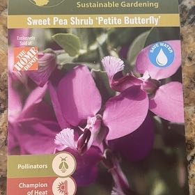 Photo of the plant species Myrtle-Leaf Milkwort by @SmoothColeus7 named Gobi on Greg, the plant care app