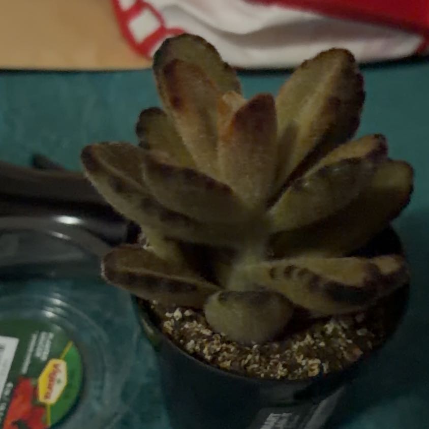 Photo of the plant species Teddy Bear by @NobleFeverfew51 named Luna on Greg, the plant care app