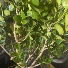 Photo of the plant species Wintergreen Boxwood by @AcePhlox31 named Terry on Greg, the plant care app