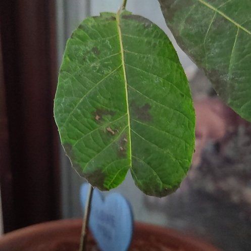 Photo of the plant species English Walnut by @IntenseKaramu21 named Sproutacus on Greg, the plant care app