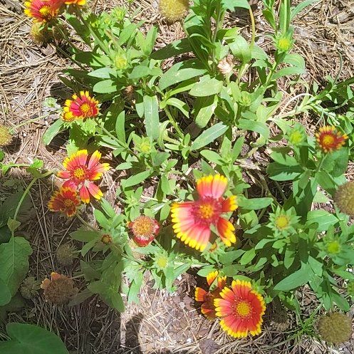 Photo of the plant species Indian Blanket by @IntenseKaramu21 named Beckham on Greg, the plant care app