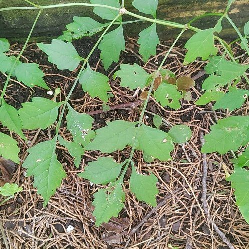 Photo of the plant species Hummingbird Vine by @IntenseKaramu21 named Einstein on Greg, the plant care app