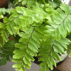 Photo of the plant species Northern Maidenhair Fern by @HeartyBromeliad named Rainier on Greg, the plant care app