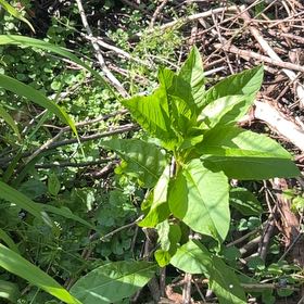 Photo of the plant species American Pokeweed by @YesTokyosun2 named Captain Plant-it on Greg, the plant care app