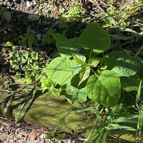 Photo of the plant species Catalpa by @YesTokyosun2 named Curie on Greg, the plant care app