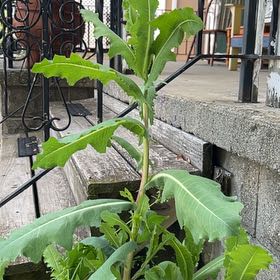 Photo of the plant species Oil Lettuce by @YesTokyosun2 named Morgan Treeman on Greg, the plant care app