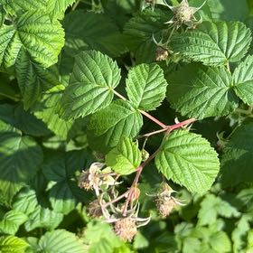 Photo of the plant species European Red Raspberry by @YesTokyosun2 named Winston on Greg, the plant care app