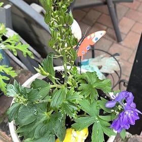 Photo of the plant species Doubtful Knight's-Spur by @VividNeem88 named Figyonce on Greg, the plant care app