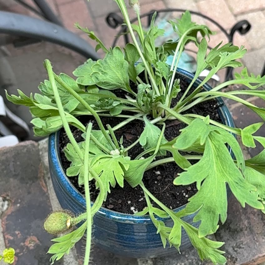 Photo of the plant species Iceland Poppy by @VividNeem88 named Sanders on Greg, the plant care app