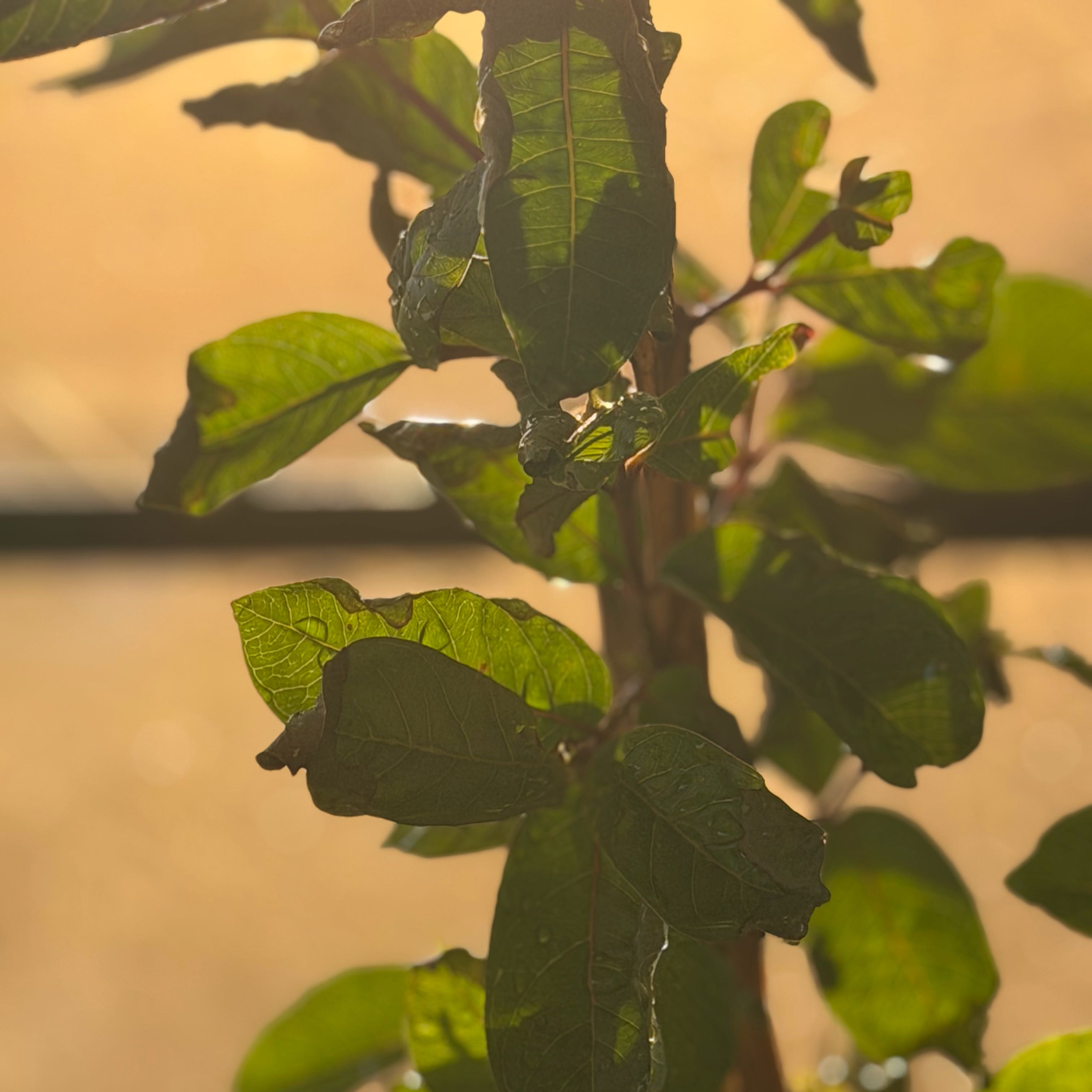 Photo of the plant species American Pokeweed by @GadRadical named Bigleef Smalls on Greg, the plant care app