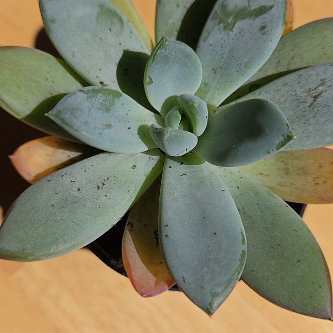 Photo of the plant species Pachyveria 'Blue Quartz' by @SportyFlatpea91 named Nemo on Greg, the plant care app
