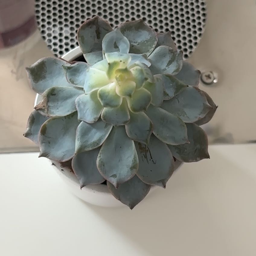 Photo of the plant species Echeveria Subsessilis by @MotherCorkoak54 named Nithin on Greg, the plant care app