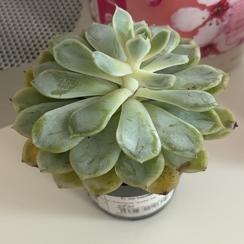 Photo of the plant species Echeveria 'Arctic Ice' by @MotherCorkoak54 named Stella on Greg, the plant care app