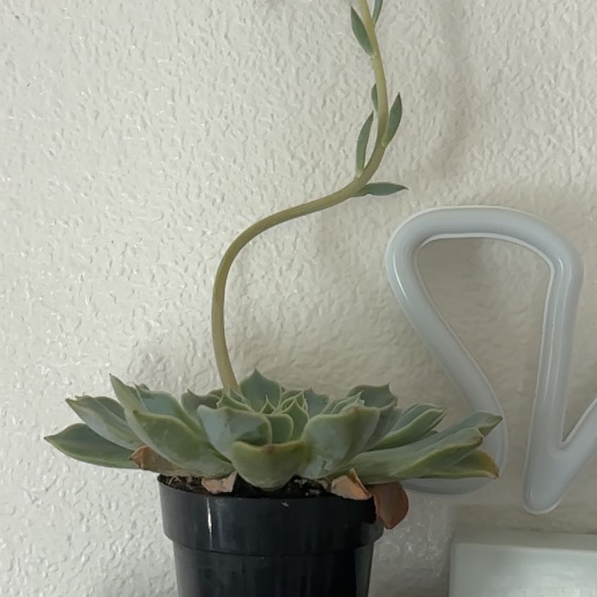 Photo of the plant species Succlent by @MotherCorkoak54 named Bieber on Greg, the plant care app