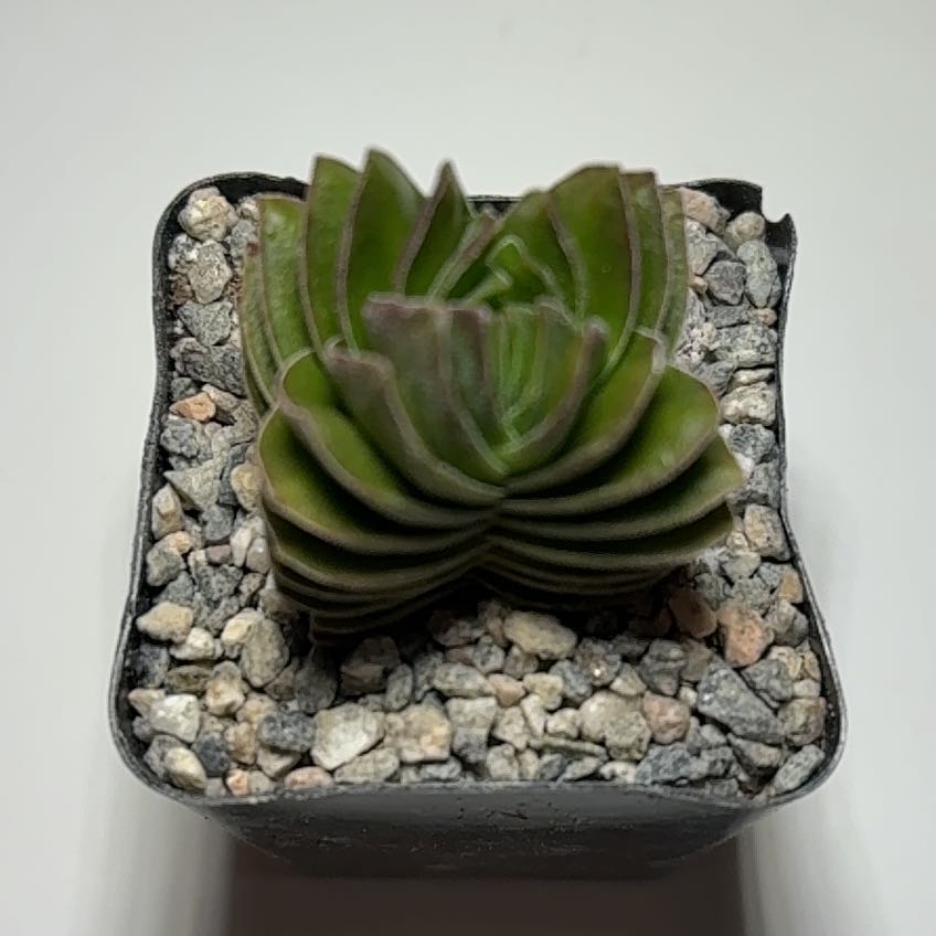 Photo of the plant species Crasusula buddha's temple by @MajorGinseng96 named Terra on Greg, the plant care app