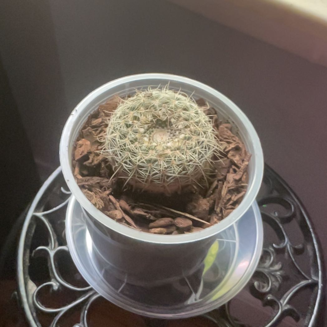 Photo of the plant species Notocactus elegans by @BonusJellycup72 named son on Greg, the plant care app