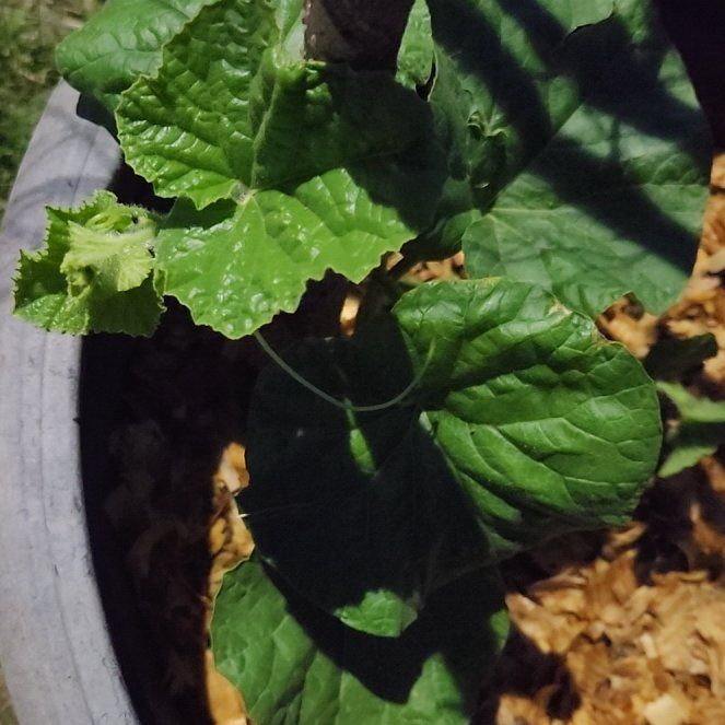 Photo of the plant species Melon by @PlentifulYuzu9 named Gomez on Greg, the plant care app