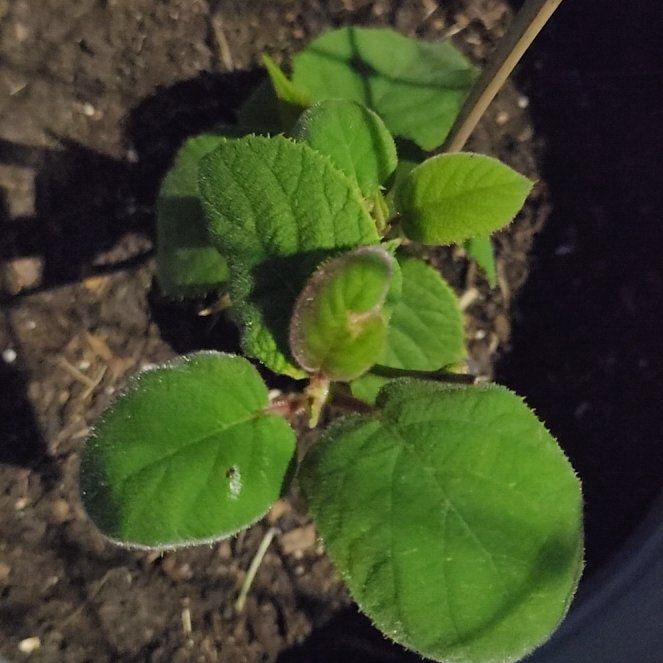 Photo of the plant species Kiwi Fruit by @PlentifulYuzu9 named Winston on Greg, the plant care app