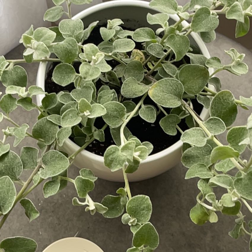 Photo of the plant species Trailing Dusty Miller by @YesRaspberry63 named Foxxy on Greg, the plant care app