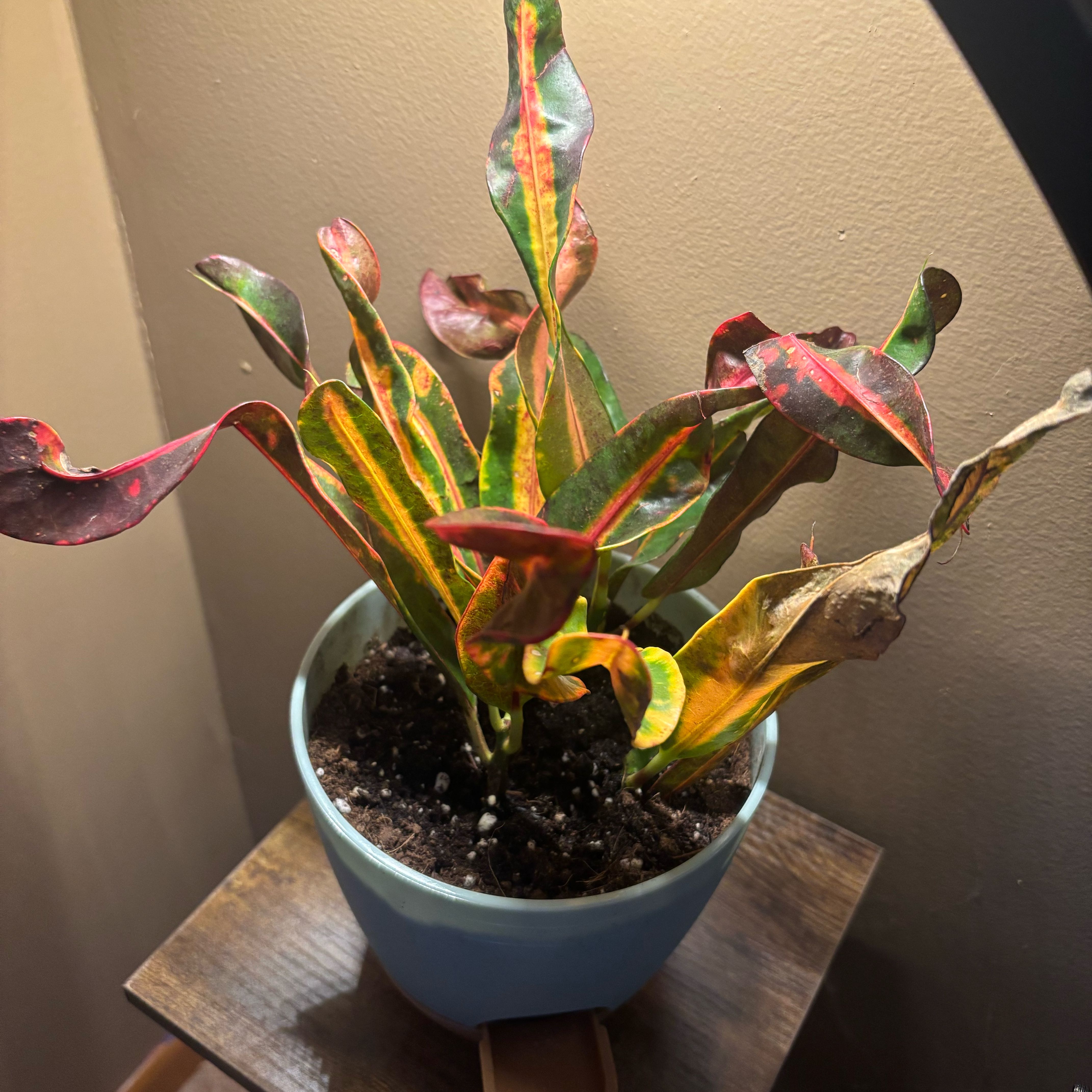 Photo of the plant species Mammy Croton by @FabTauhinu4 named Osmo on Greg, the plant care app