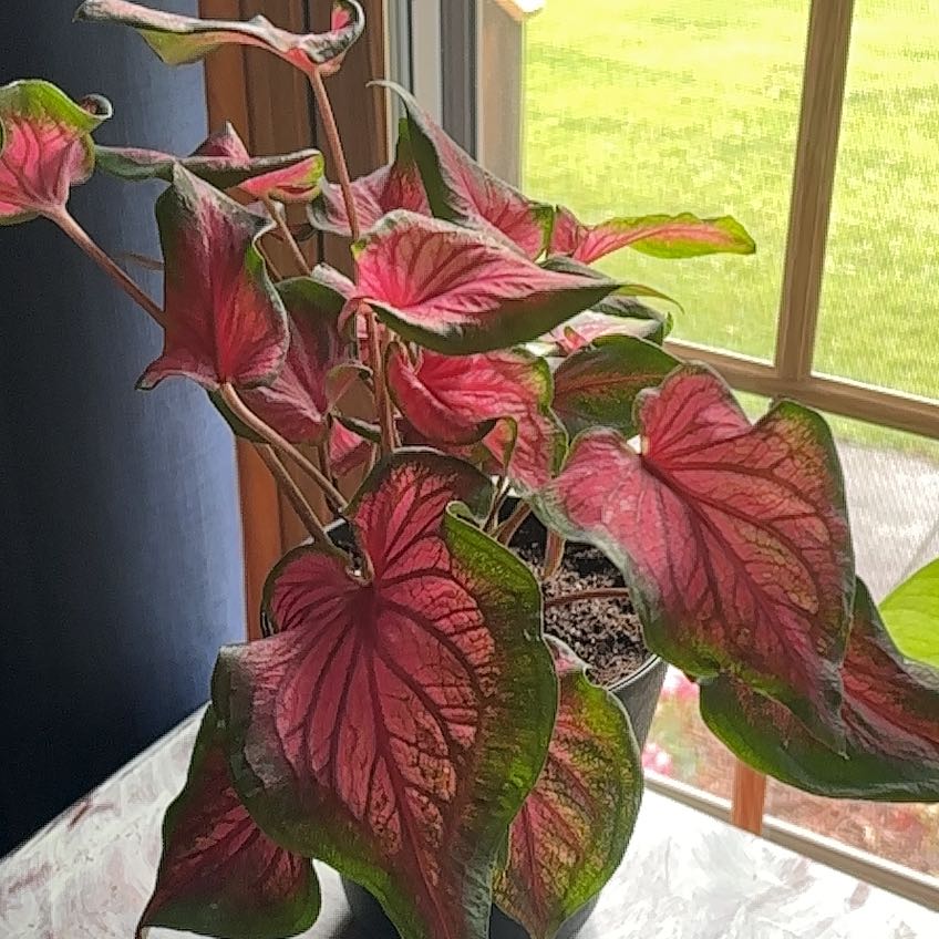 Photo of the plant species Caladium 'Desert Sunset' by @FabTauhinu4 named Cleopatra on Greg, the plant care app