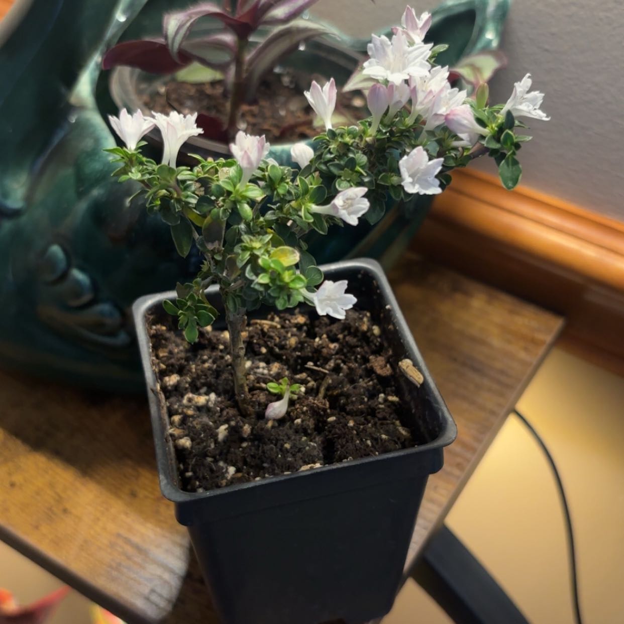 Photo of the plant species Serissa Foetida by @FabTauhinu4 named Tree Diddy on Greg, the plant care app