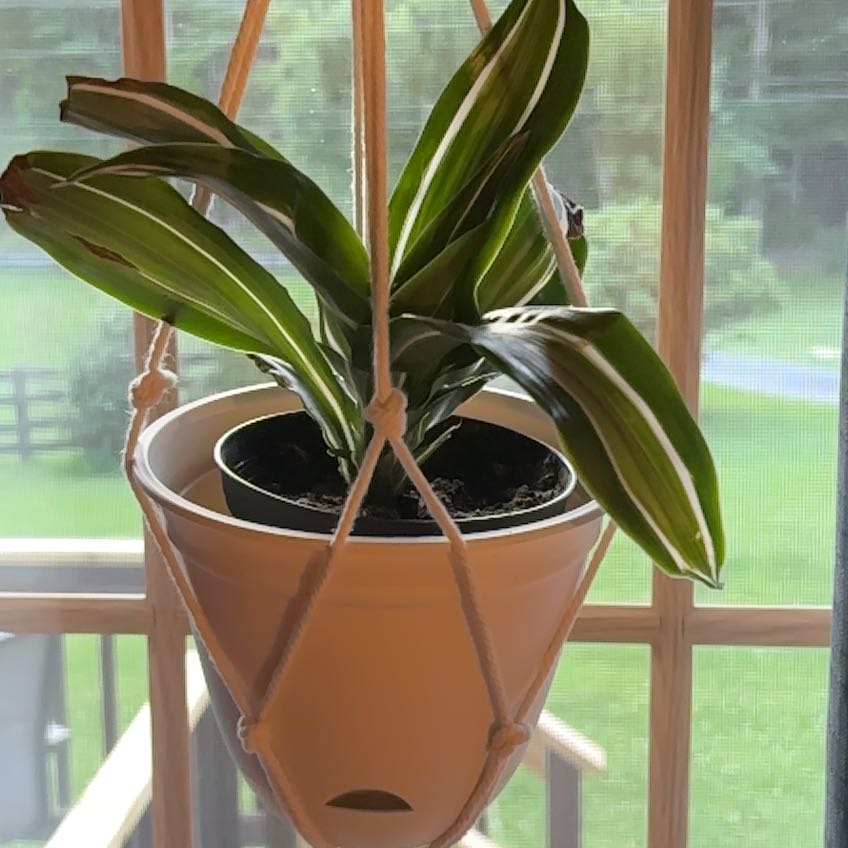 Photo of the plant species Dracaena Jade Jewel by @FabTauhinu4 named Gobi on Greg, the plant care app