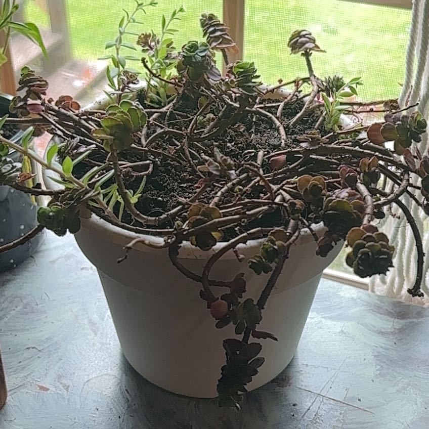 Photo of the plant species Dragons Blood Sedum by @FabTauhinu4 named Naomi on Greg, the plant care app